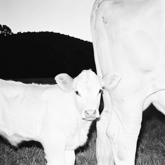 you want me to put beef tallow on my skin…?